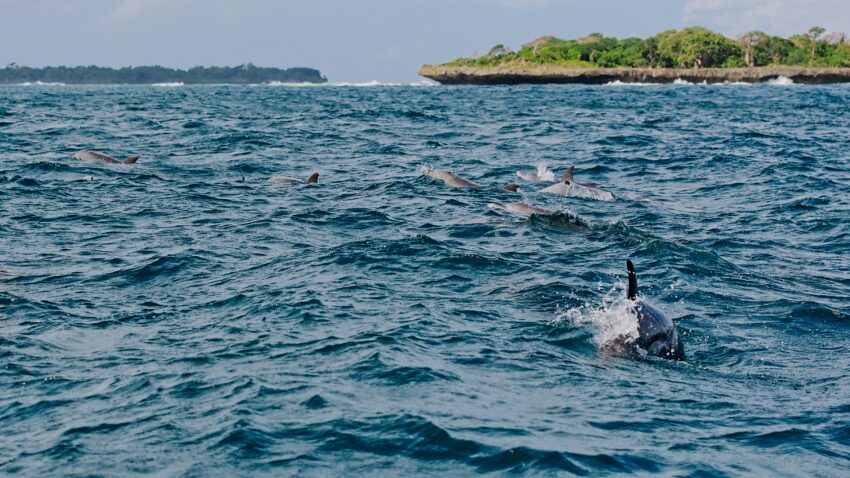 Dolphin migration kenyan Coast