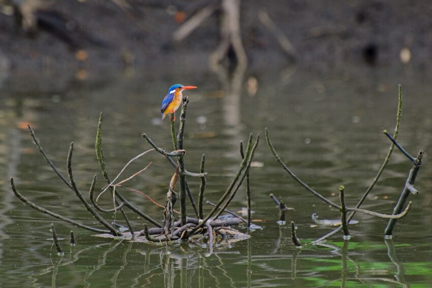 Malachite kingfisher