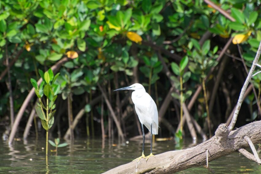 Little egret