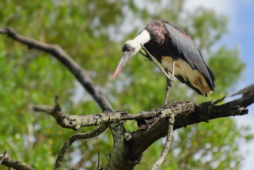 Woolly-necked stork