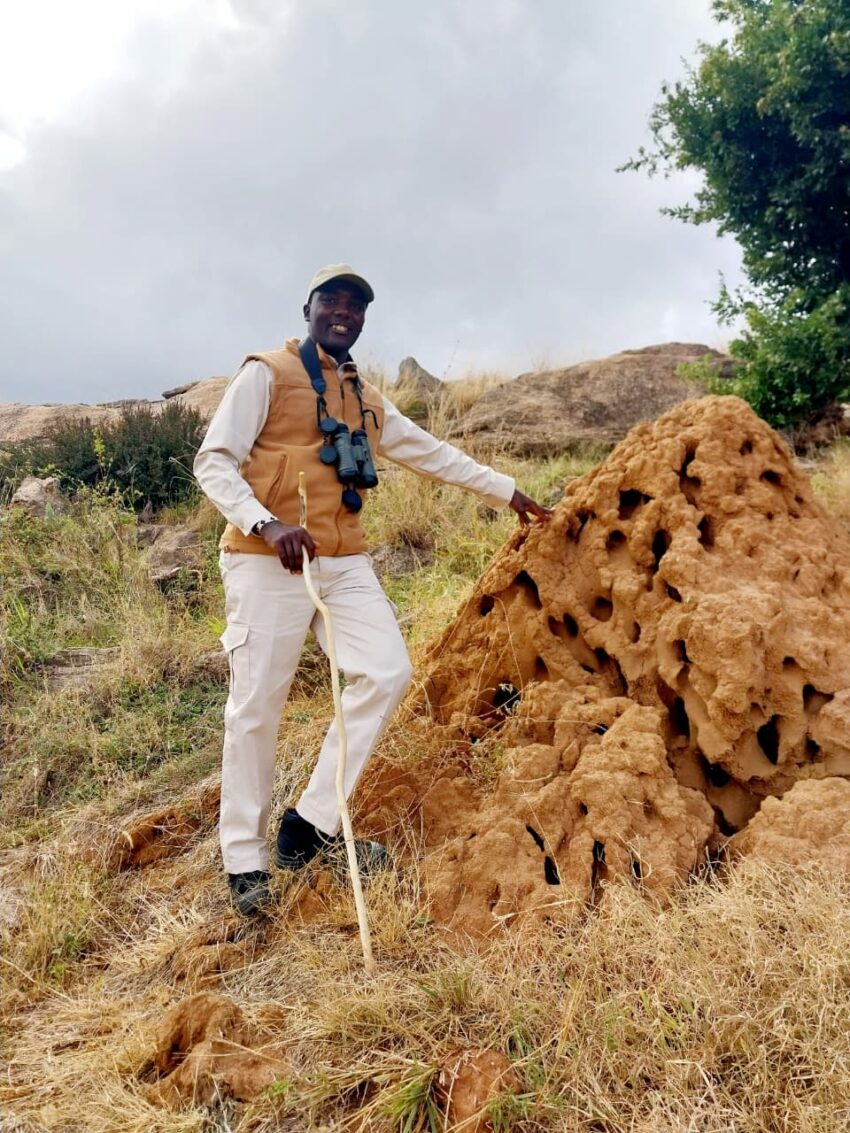 termite mount