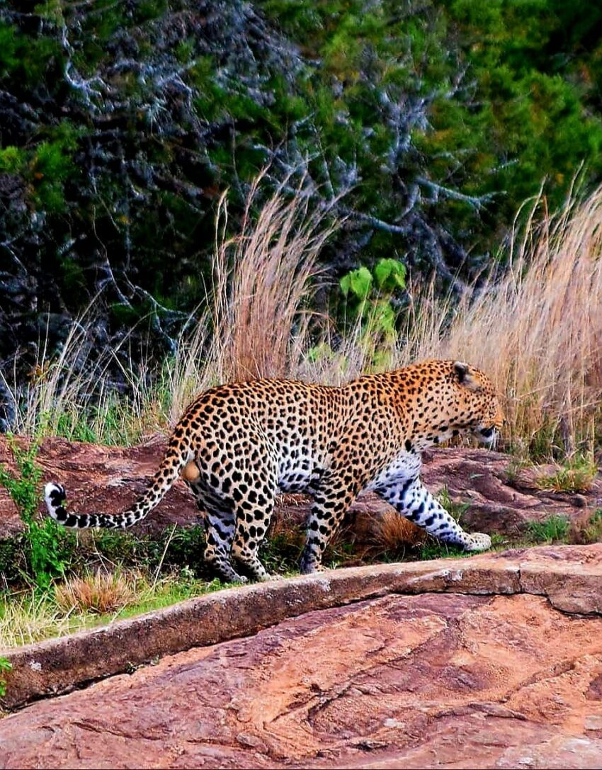 Leopard