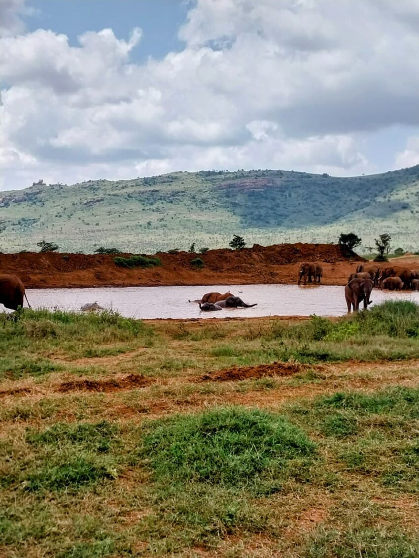 Elephants drinking