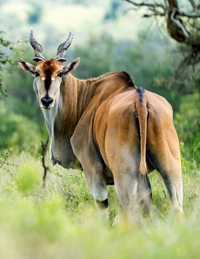 eland