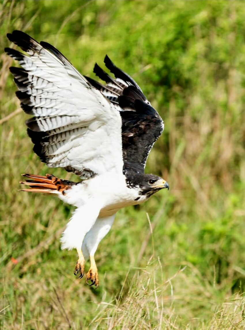 Augur buzzard
