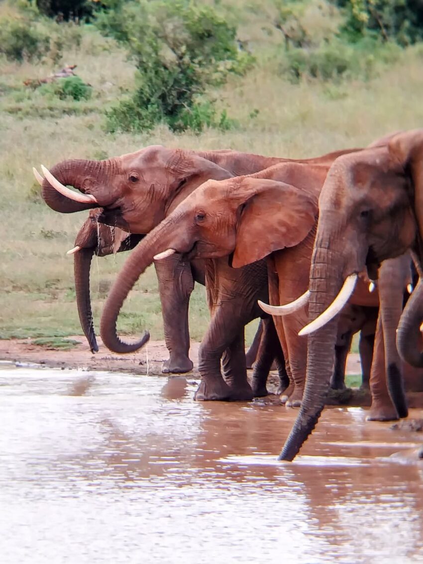 Elephants drinking