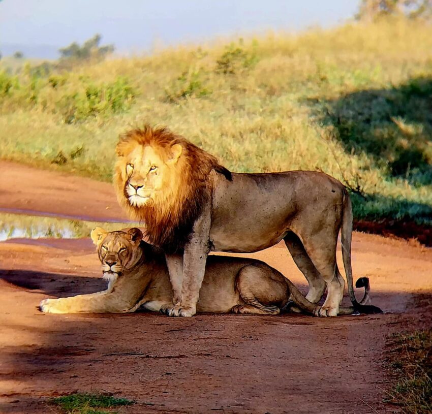lion and lioness