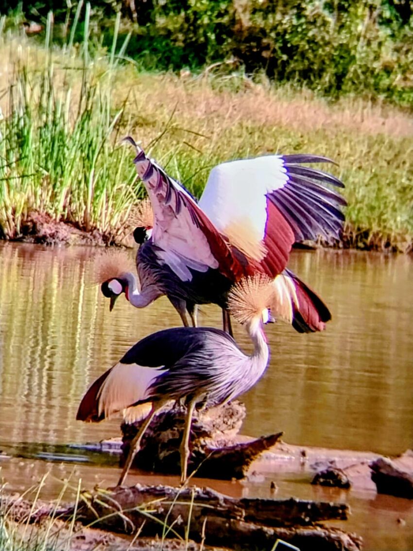 Grey crowned crane