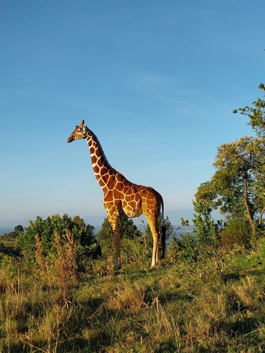 Giraffe