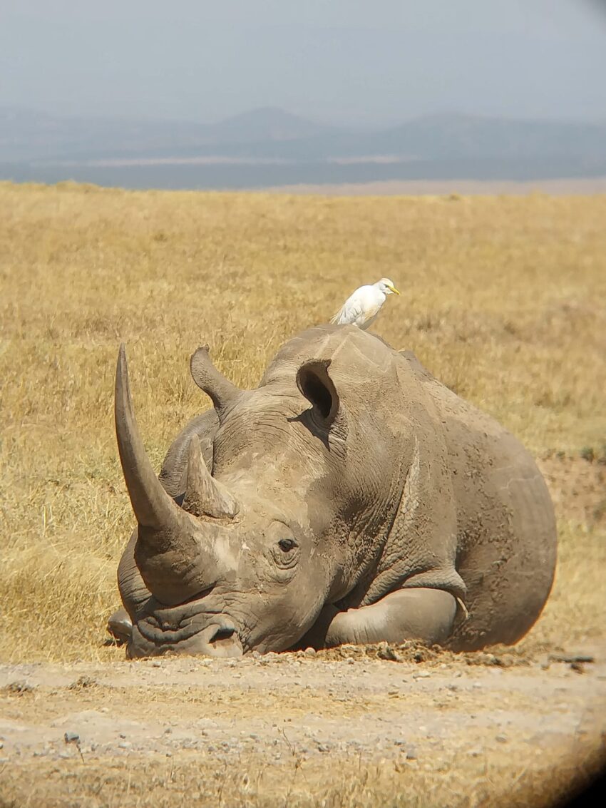 Southern white Rhino