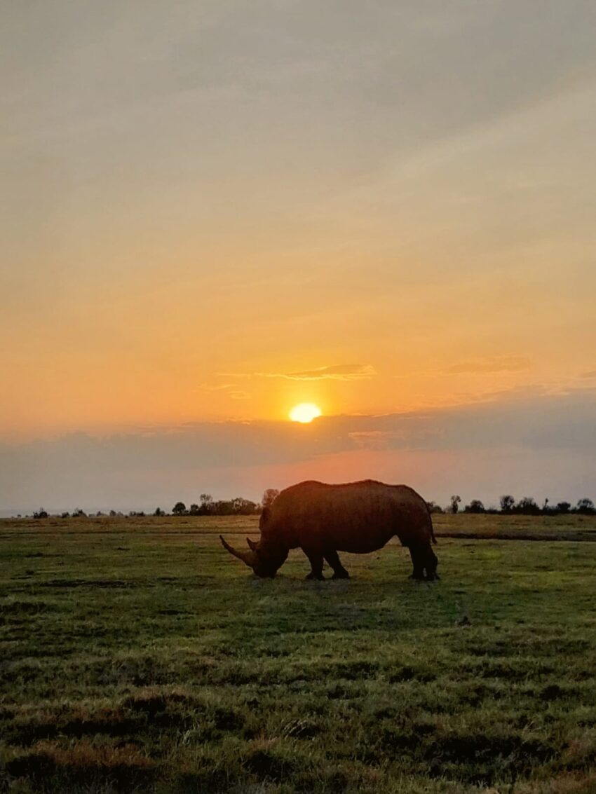 Southern white Rhino