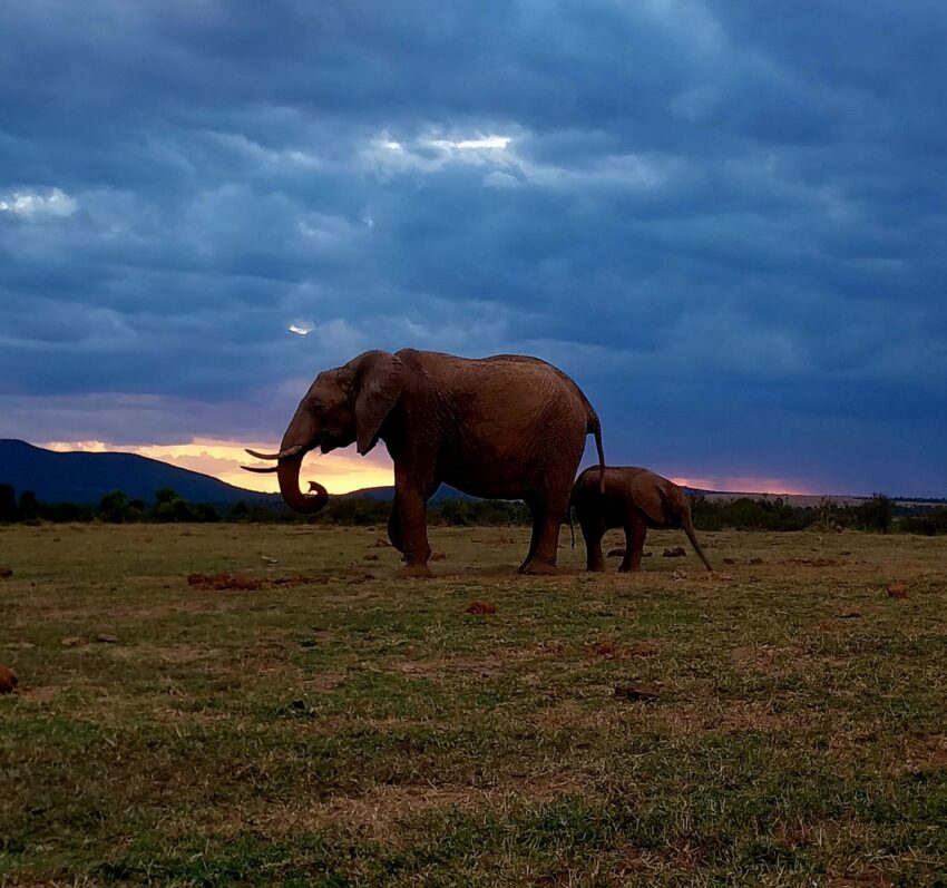 Elephants and calf