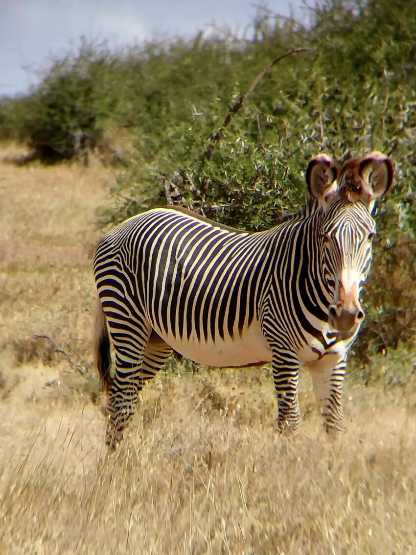 Grevy's Zebra