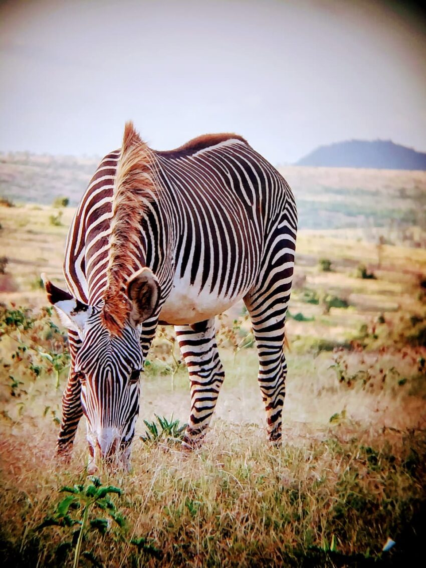 Grevy's Zebra