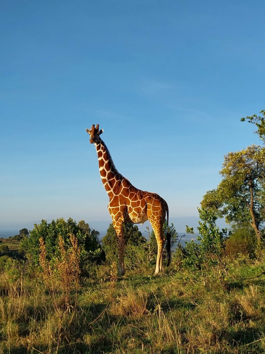 Giraffe