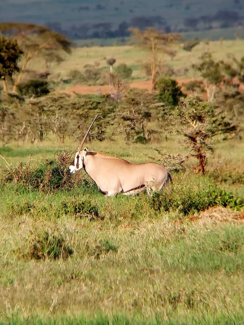 beisa oryx