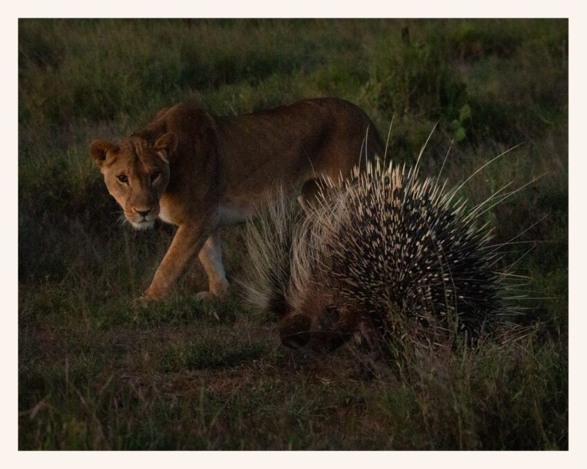 lioness with Porcupine