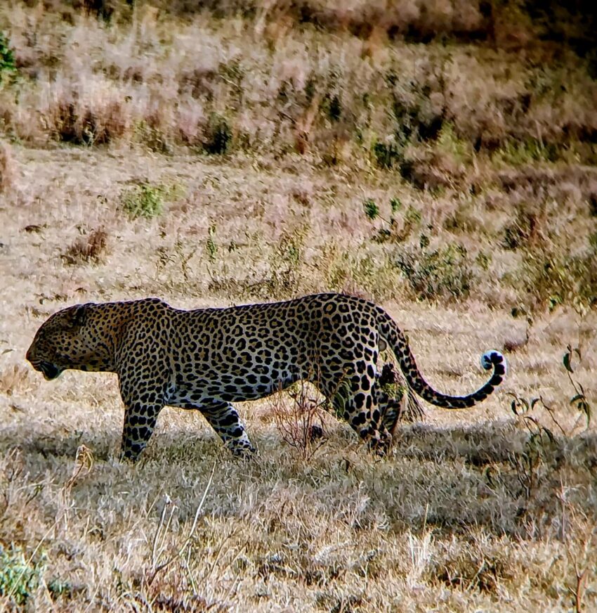 Leopard
