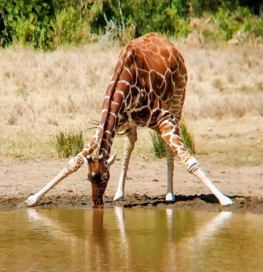 Giraffe drinking