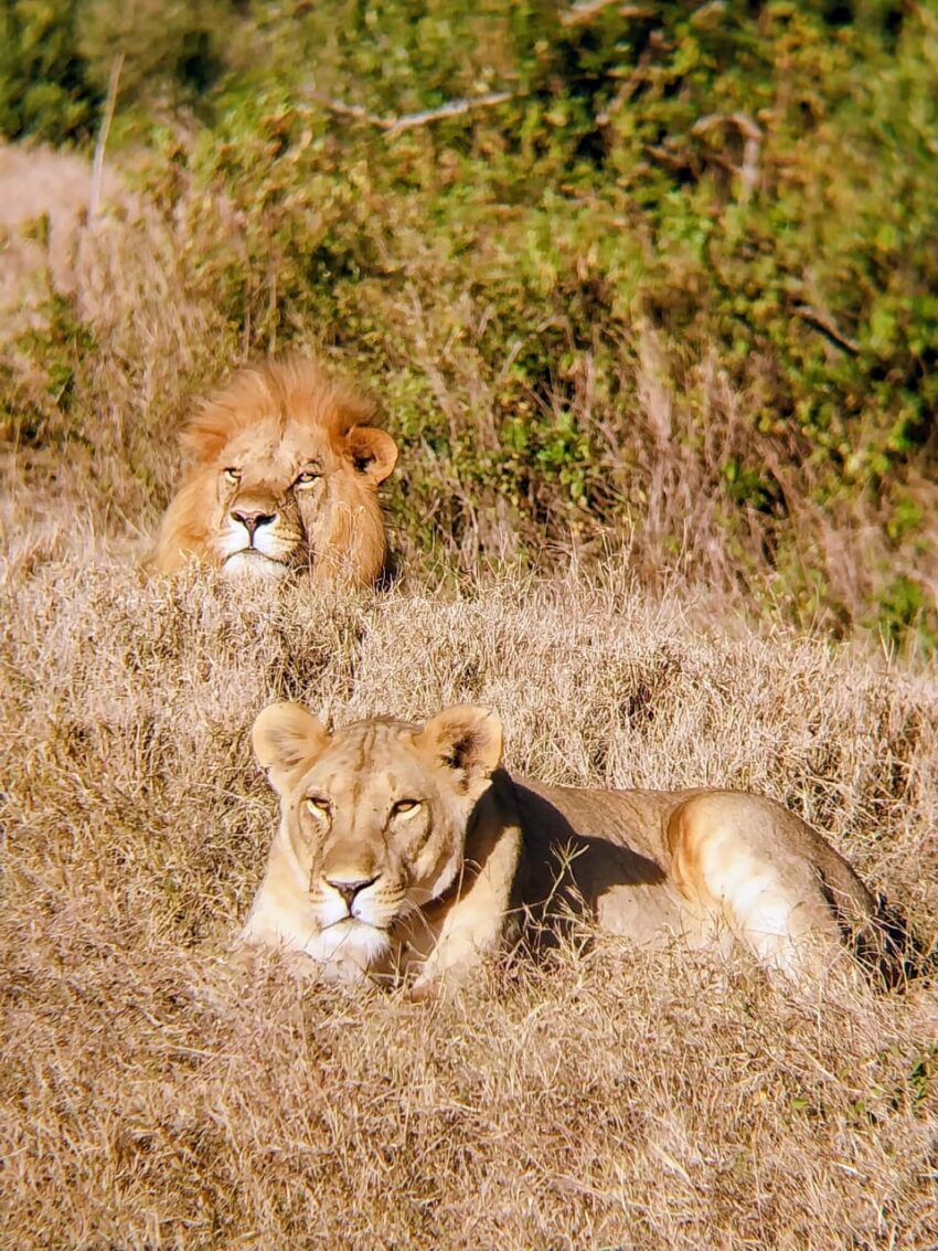 lion and lioness