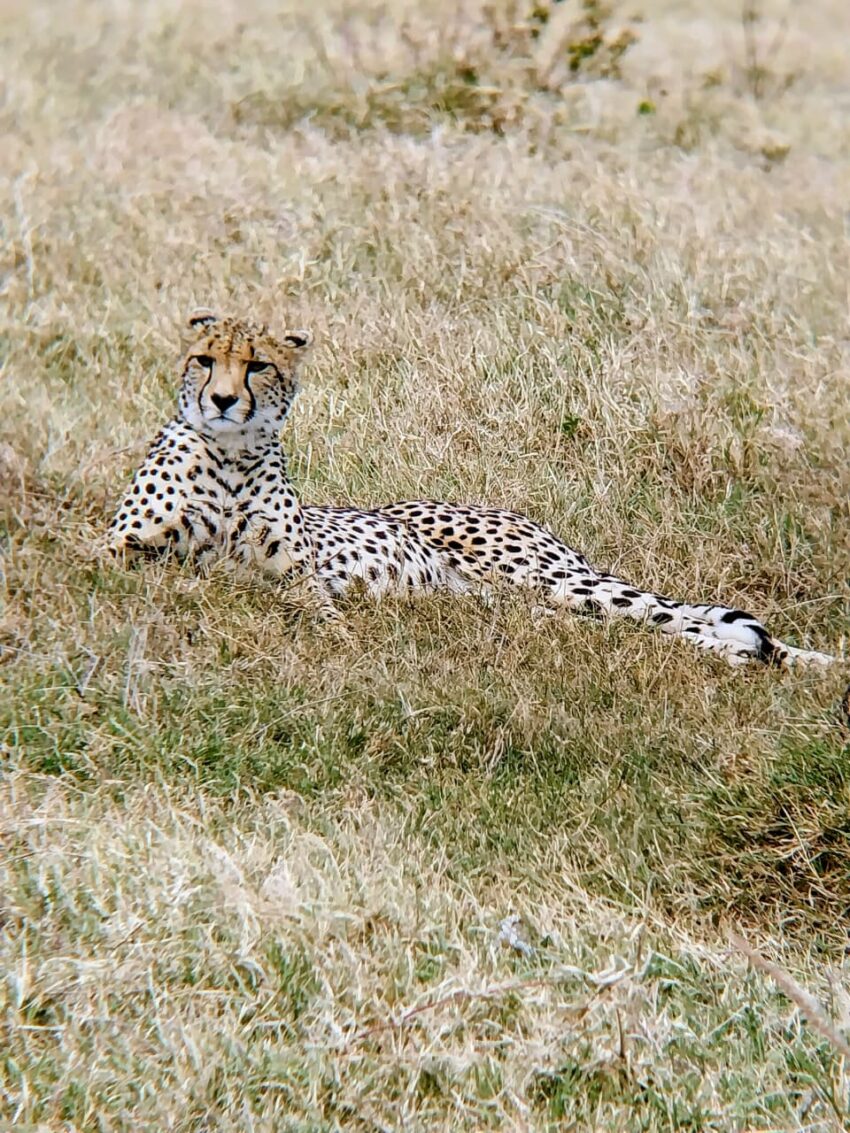 Cheetah