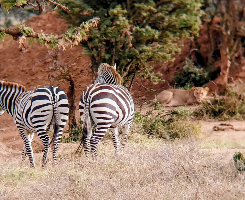 Plain Zebra and lion