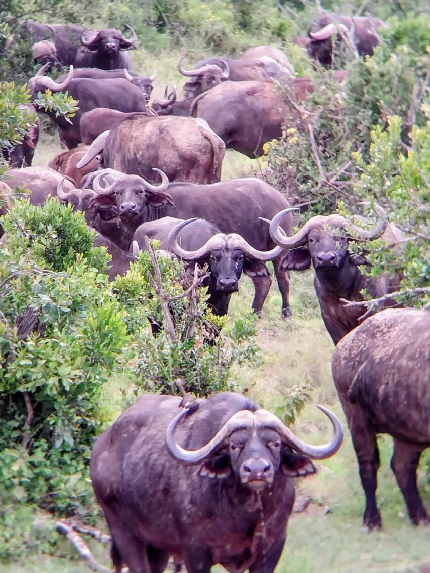 Cape Buffalo