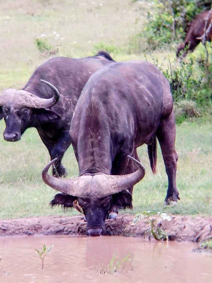 Cape Buffalo