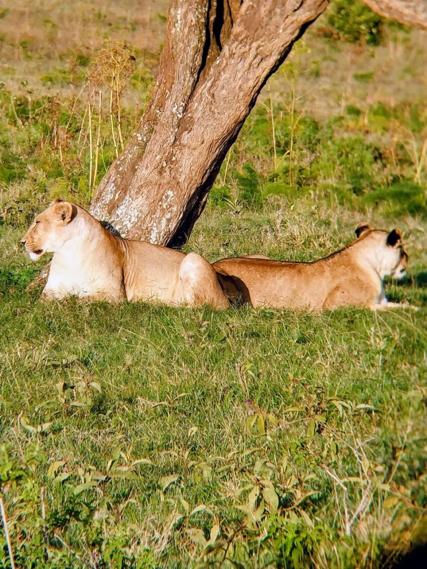 lionesses