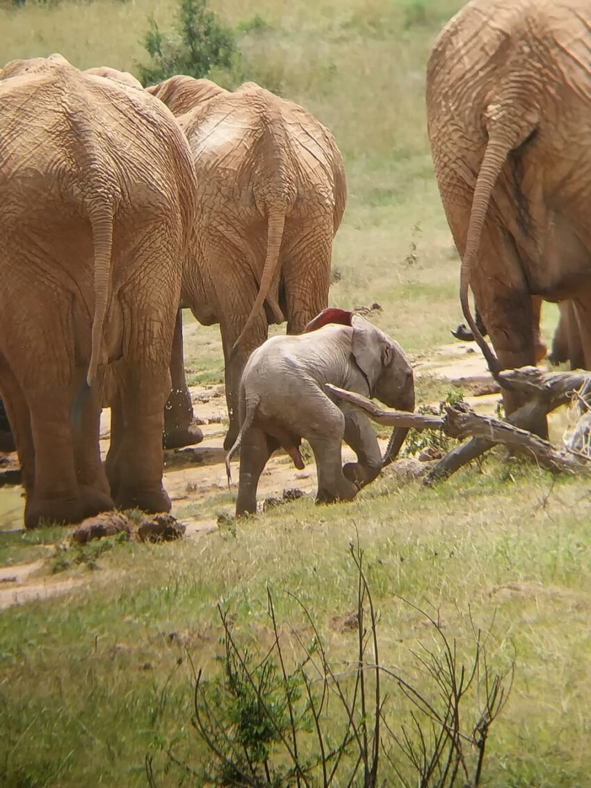 Elephants and calf