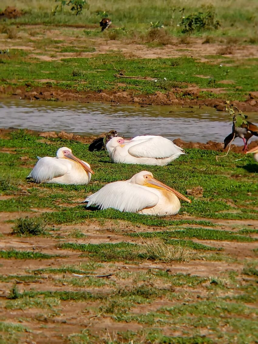 Great White Pelicans
