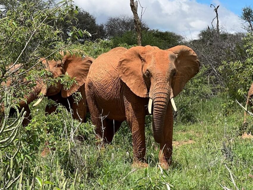 Elephants