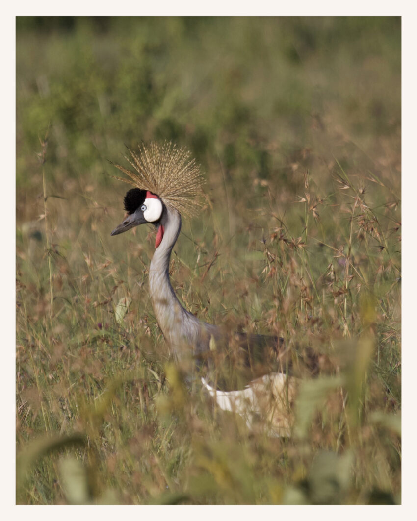 Grey crowned crane