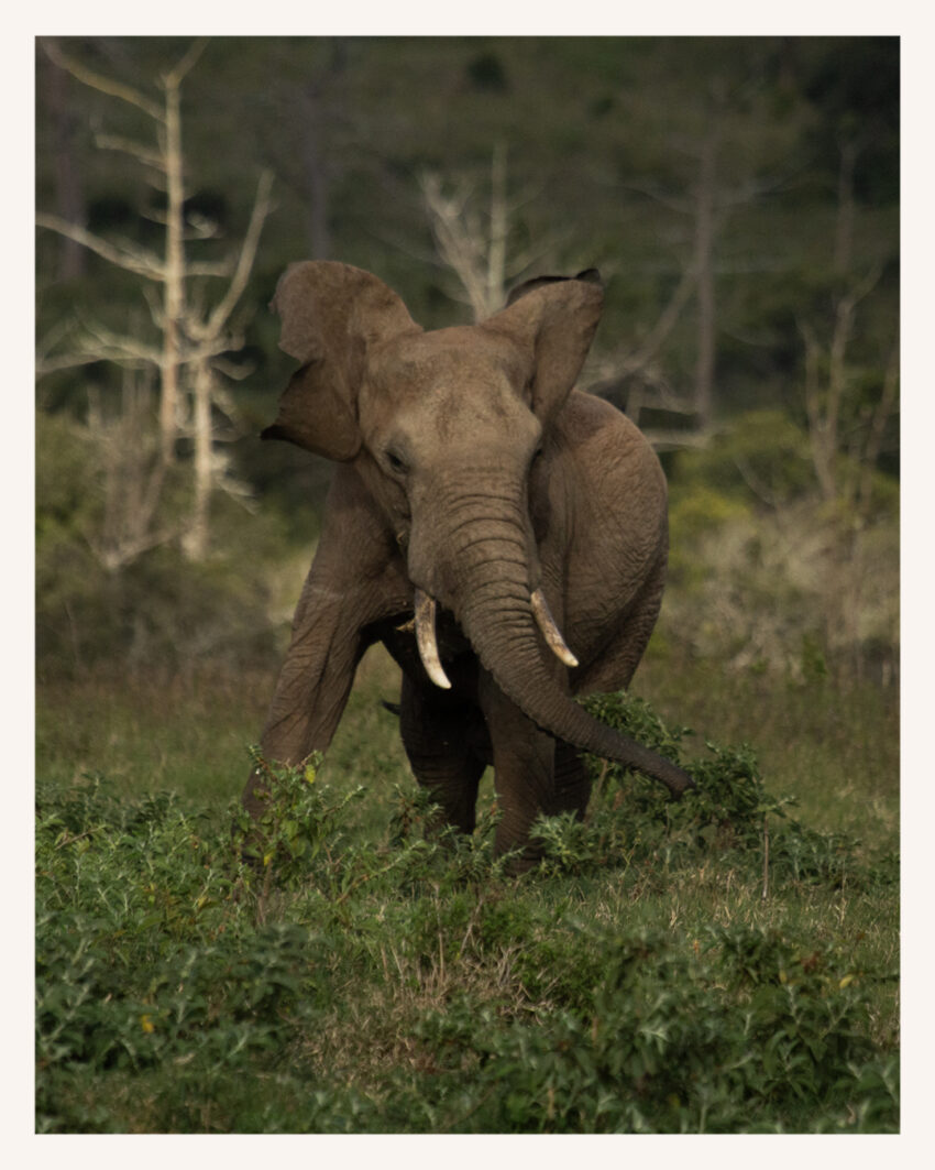 Elephant
