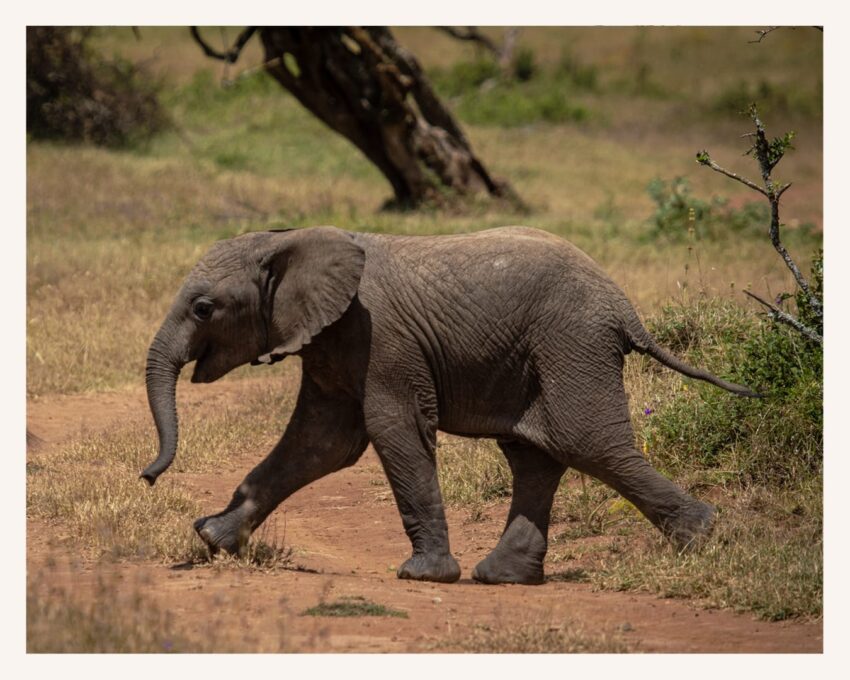 Elephant