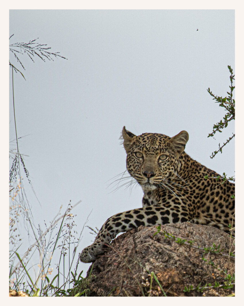 Leopard