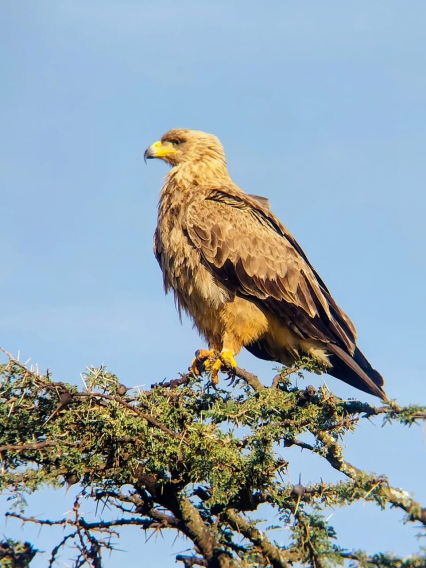 Tawny Eagle