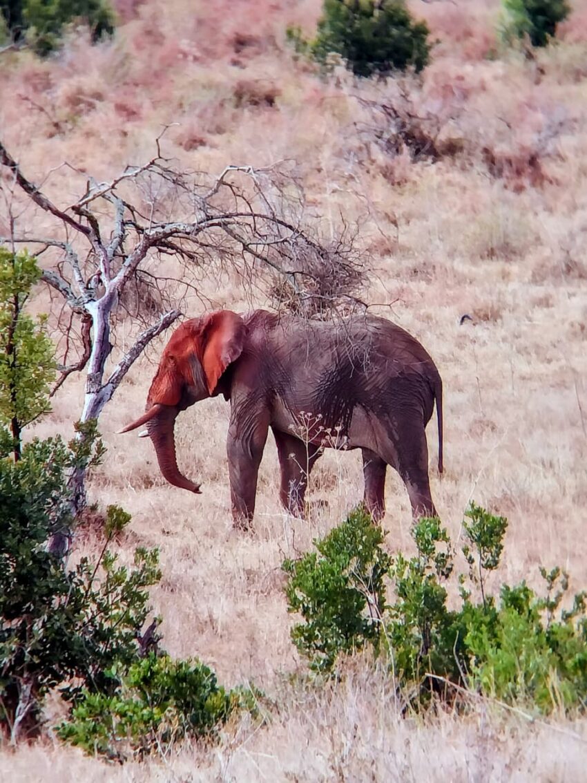 Elephant