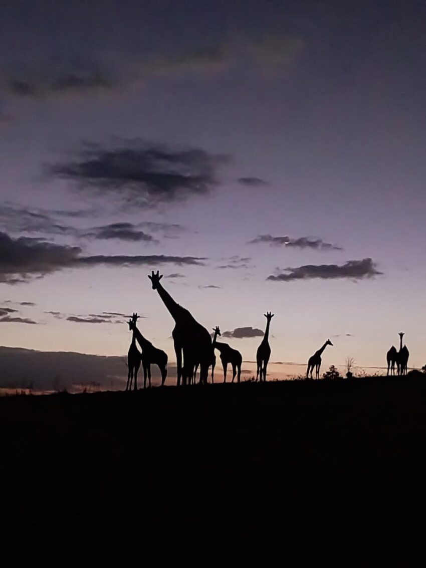 Giraffes