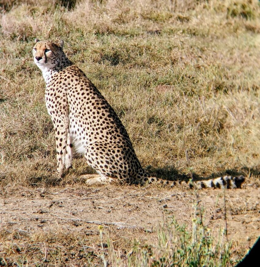Cheetah