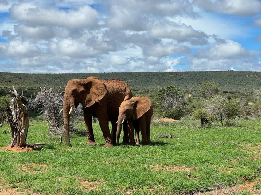 Elephants