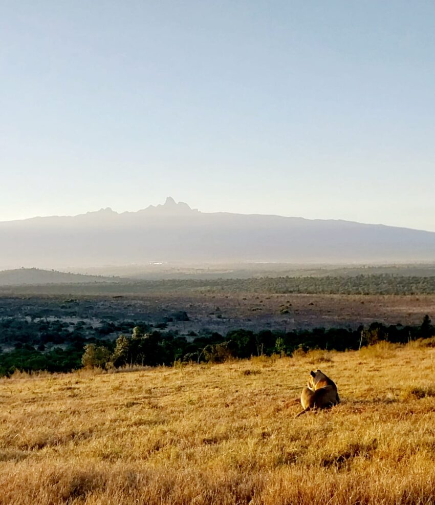 lion and mount kenya