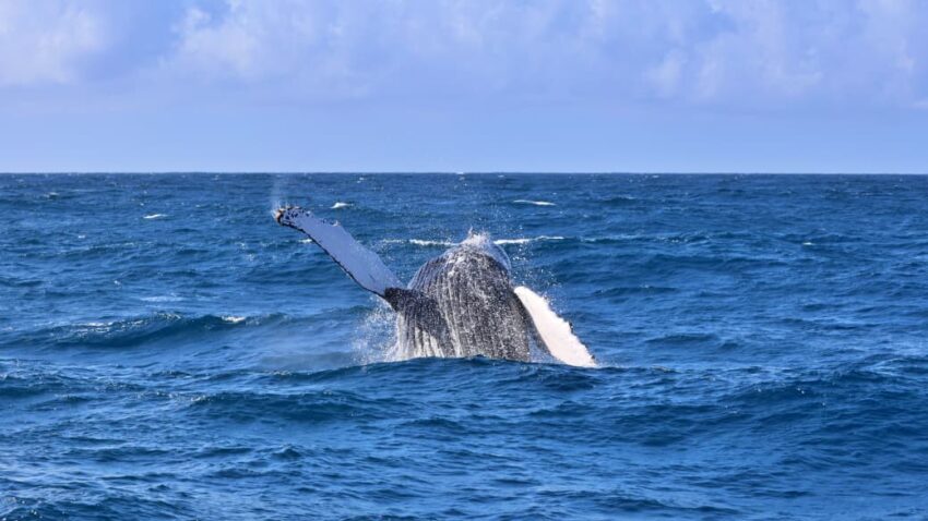 Humpback Whale Migration