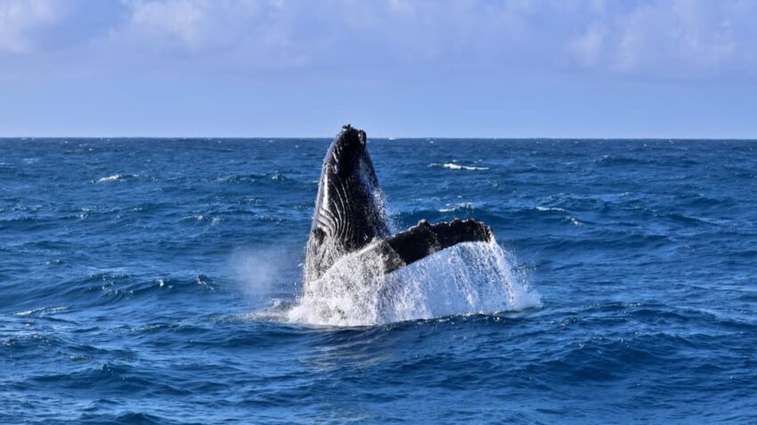 Humpback Whale Migration