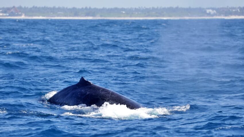 Humpback Whale Migration