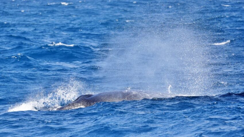 Humpback Whale Migration